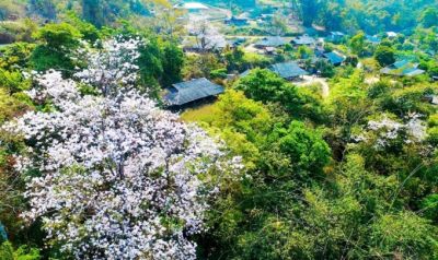 Khám phá Tây Bắc mùa hoa ban nở